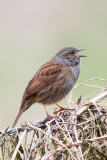 Dunnock (Prunella modularis)