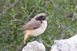 Kurdish Wheatear (Oenanthe xanthoprymna)