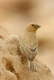 Sinai Rosefinch (Carpodacus synoicus)