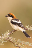 Woodchat Shrike (Lanius senator)