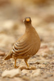 Sand Partridge (Ammoperdix heyi)