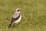 Greenland (Northern) Wheatear (Oenanthe oenanthe leucorhoa)