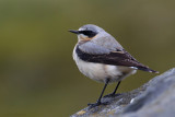 Northern Wheatear (Oenanthe oenanthe ssp leucorhoa)