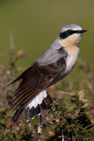 Northern Wheatear (Oenanthe oenanthe) nominate.