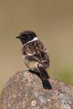 European Stonechat (Saxicola rubicola) 