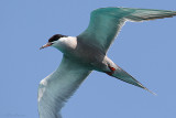 White-cheeked Tern (Sterna repressa)