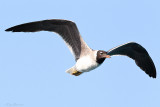 White-eyed Gull (Ichthyaetus leucophthalmus)