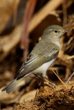 Eastern Bonellis Warbler (Phylloscopus orientalis) 