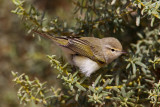 Eastern Bonellis Warbler (Phylloscopus orientalis) 