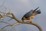 Barbary Falcon (Falco pelegrinoides) 3