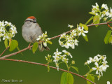 Bruant familier - Chipping Sparrow - Spizella passerina