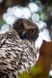 Curious powerful owl