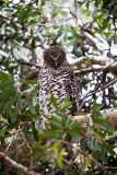 Powerful owl with 70-200