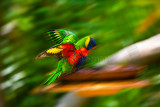 Rainbow lorikeet landiing at birdbath