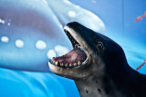 Leopard seal close