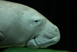 Dugong close up