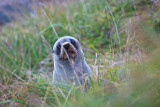 Baby New Zealand fur seal peers out from behind grass