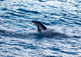 Dusky dolphin leaving water 
