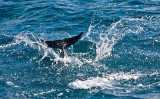 Dusky dolphin tail 