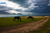 Horses at Kaikoura with approaching storm