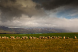 Sheep with approaching storm 