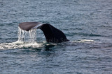 Sperm whale fluke 