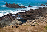 Fur seal colony at Kaikoura, South Island
