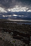 Fur seal at Kaikoura