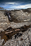 Beach with kelp at Kaikoura