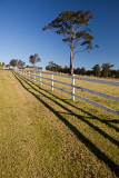 Fence and gum tree