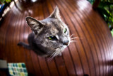 Dougal fisheye