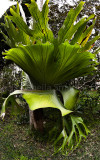 Our magnificent staghorn