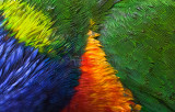 Rainbow lorikeet feathers crop 