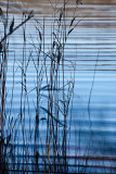Reeds and ripples 