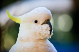 Sulphur crested cockatoo close up 