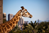 Giraffe with Sydney city backdrop