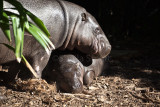 Pygmy hippo and baby 