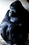 Mother lowland gorilla with baby 