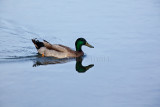 Mallard duck