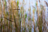 Reeds at Narrabeen 