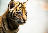 Sumatran cub close up