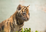 Sumatran tiger cub