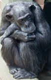 Elderly chimpanzee