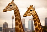 Giraffes with Sydney city backdrop 