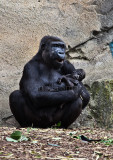 Gorilla sitting with baby 