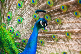 Peacock close 