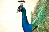 Peacock profile
