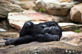 Sleeping chimpanzee