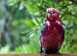 Wet galah on balustrade