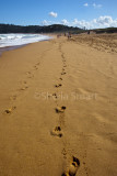 Footprints in the sand at Palm Beach